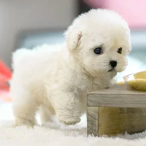 Nokmo | FurMotion Friend – Lifelike Plush Dog for Children & Collectors
