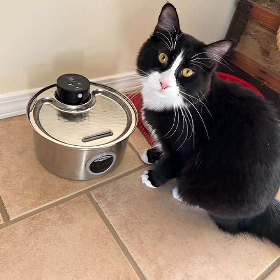 Cat Water Fountain | CORDLESS FOUNTAIN