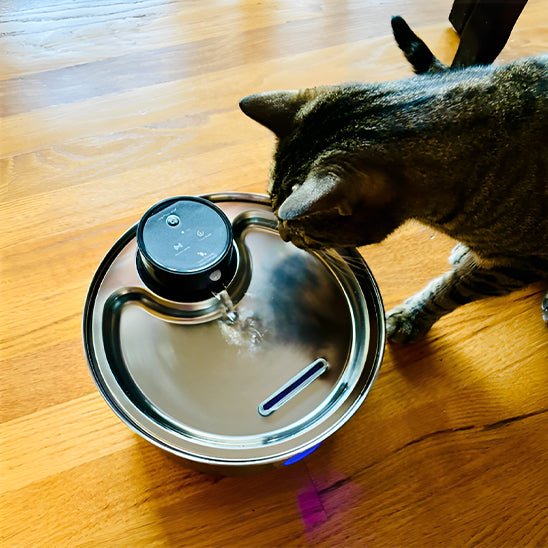 Cat Water Fountain | CORDLESS FOUNTAIN