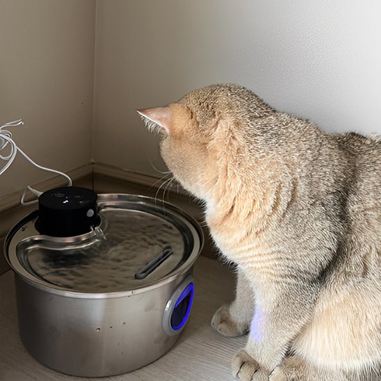 Cat Water Fountain | CORDLESS FOUNTAIN