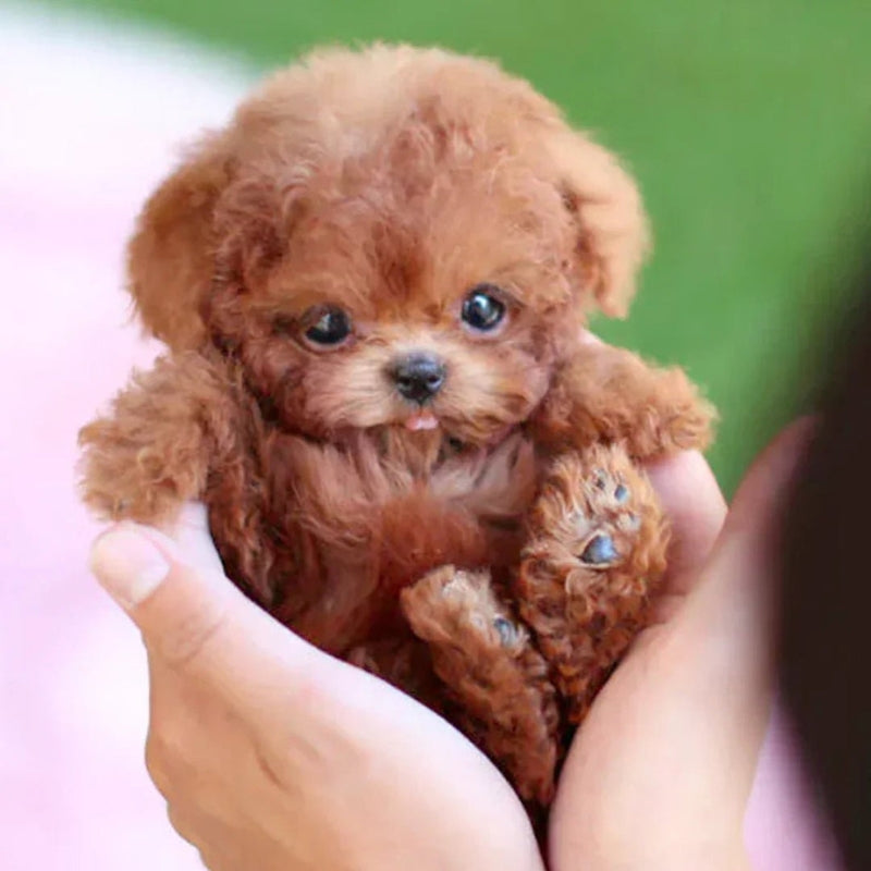 Interactive Realistic Robot Puppy