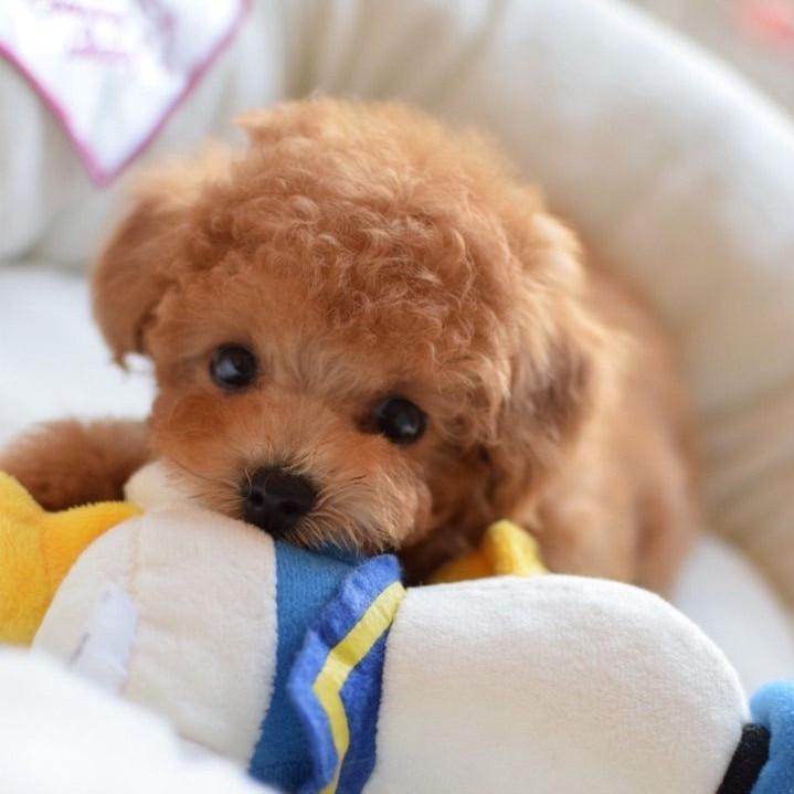LieberTeddy™ 2.0 - A Realistic Pet Toy