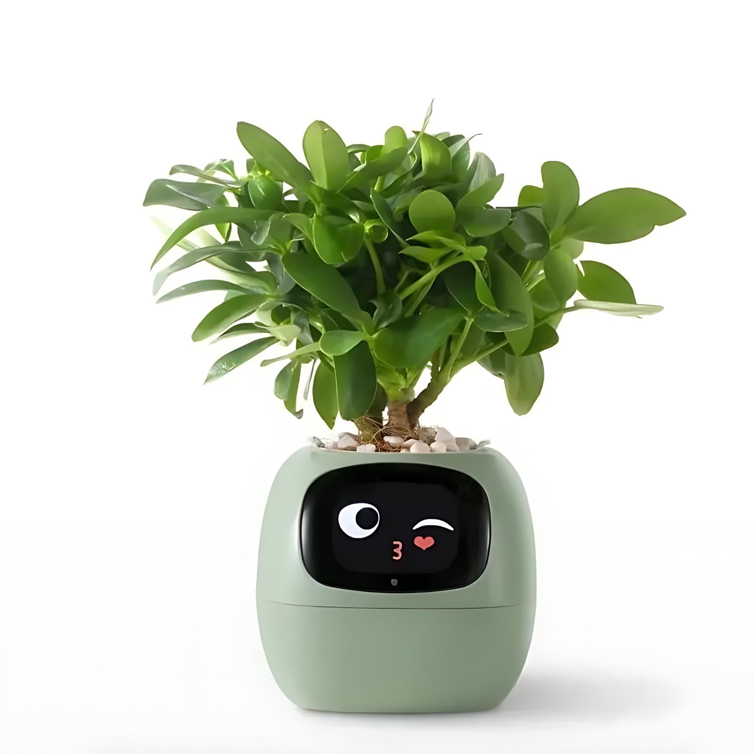 Nokmo | Automatic Smart Flower Pot - GreenBuddy SmartPot