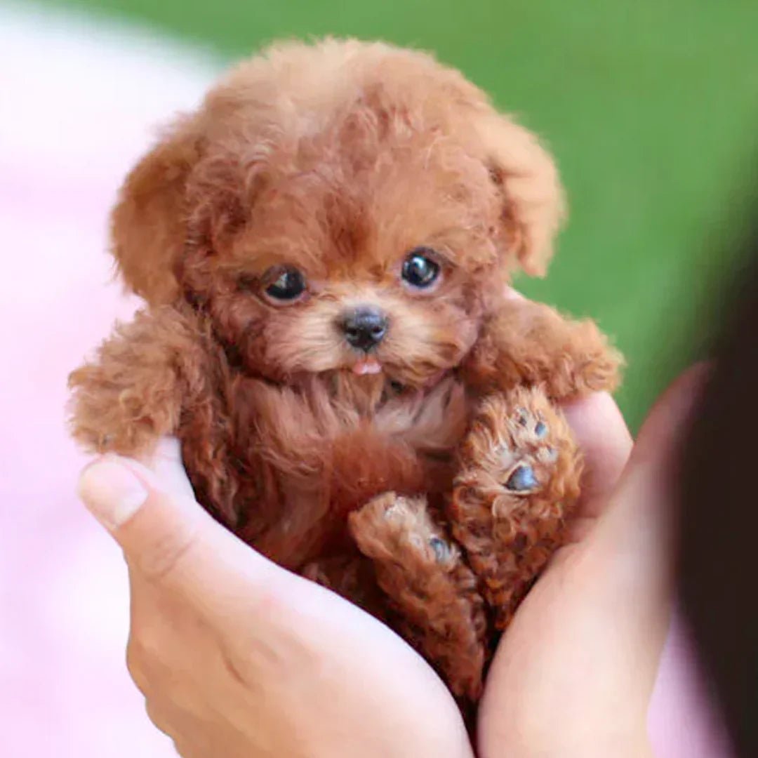Nokmo | FurMotion Friend – Lifelike Plush Dog for Children & Collectors
