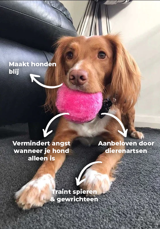 Nokmo | Interactive Dog Play Ball - Automatically Rolling Ball