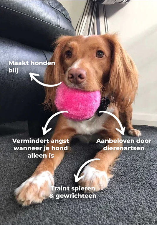 Nokmo | Interactive Dog Play Ball - Automatically Rolling Ball
