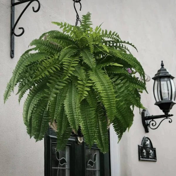 Nokmo | UV Resistant Lifelike Artificial Boston Fern