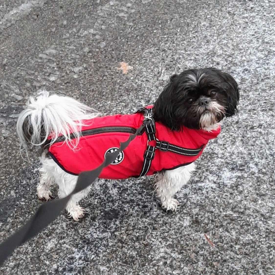 PawShield™ – The 3-in-1 Dog Jacket
