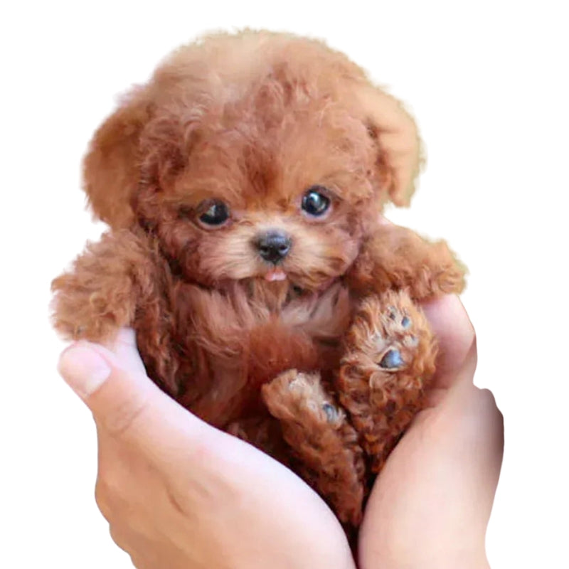 PetPal – Hyperrealistic Plush Toy with Interactive Features